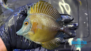 Blue Face Koi J1 - 0