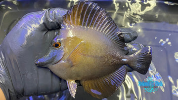 Blue Face Koi Tang - 0