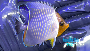 Lavartus Butterflyfish