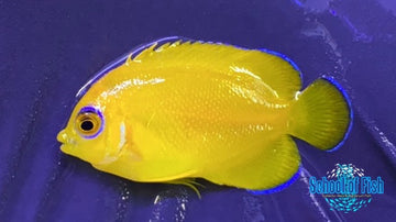 Lemon Peel Angel Captive Bred #3