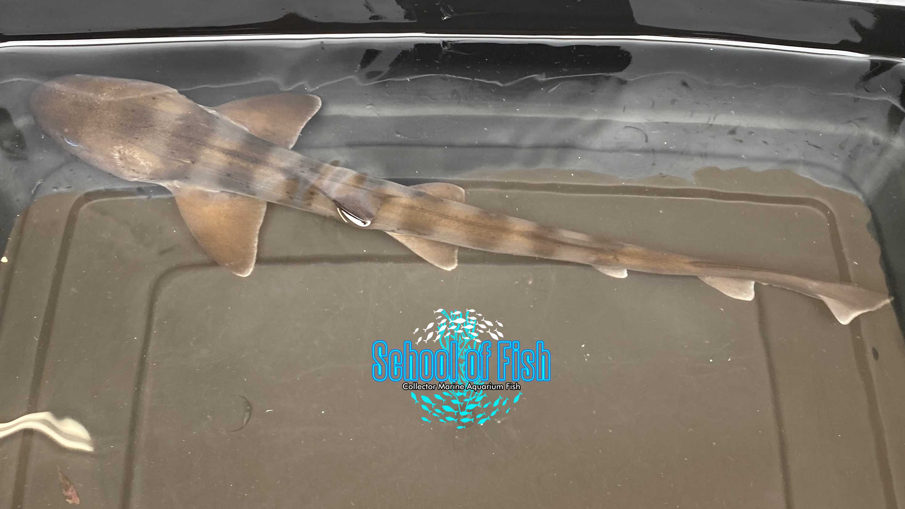 Japanese Leopard Shark 18" Male | School of Fish Online Store