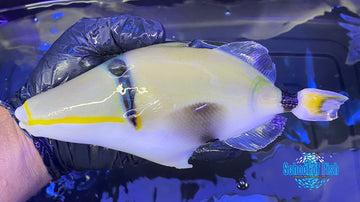 Lunula Trigger 8" - 0