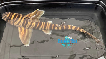 Japanese Zebra Bullhead Shark 18" Male