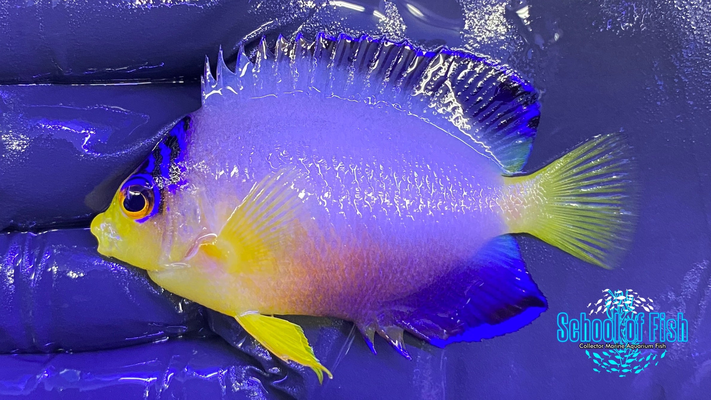 Multcolor Angelfish