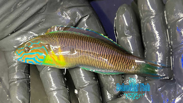 Newtoni Wrasse
