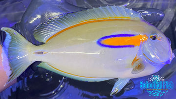 Orange Shoulder Tang 8"