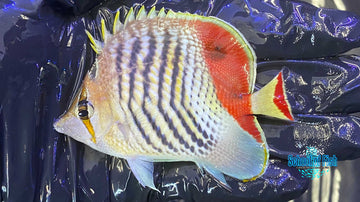 Red Sea Eritrean Butterflyfish J1