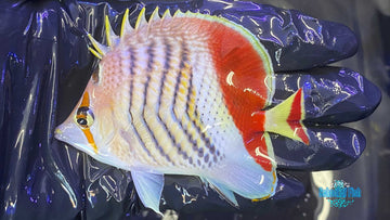 Red Sea Eritrean Butterflyfish J2