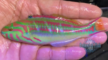 Pinkface Wrasse 4"