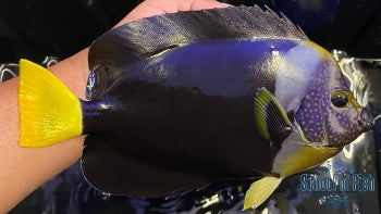 False Personifer Angelfish 8"