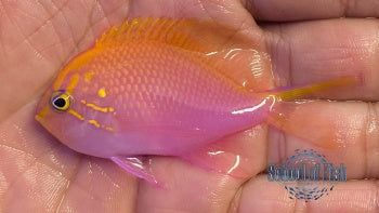 Fathead Sunburst Anthias 1.5"