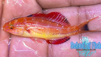 Johnson's Fairy Wrasse Male 2" #3