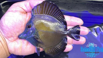 Blue Face Koi Tang #2 3.5-4"