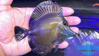 Blue Face Koi Tang #2 3.5-4" - 0