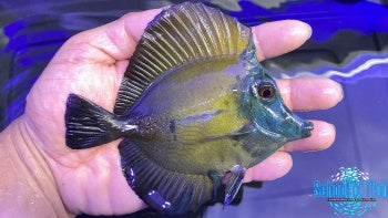 Blue Face Koi Tang #3 4.5-5" - 0