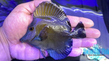 Blue Face Koi Tang #4 3.5-4" - 0