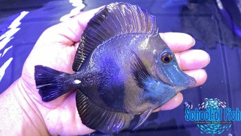 Blue Face Koi Tang #5 4.5-5"