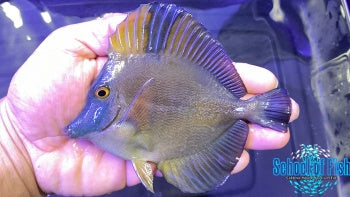 Blue Face Koi Tang #6 4.5-5" - 0