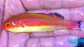 Hooded Fairy Wrasse Male #1