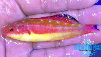 Hooded Fairy Wrasse Male #2