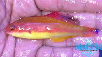 Hooded Fairy Wrasse Male #4