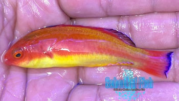 Hooded Fairy Wrasse Male #5