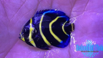 Captive Bred Cortez Angelfish 1"