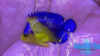 Captive Bred Purple Masked Angelfish 1"