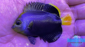 Phantom x Maze Angelfish #2 2.5"
