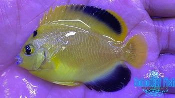 Captive Bred Goldflake Angelfish 2"