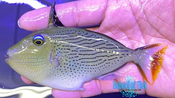 Linespot Triggerfish 5"