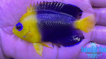 Joculator Angelfish  #1