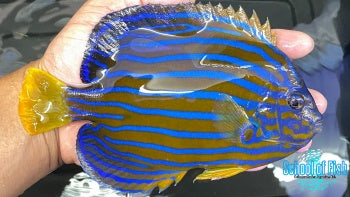 Blueline Angel Adult 7"