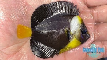 False Personifer Angelfish Juvenile