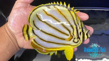 Scrawled Butterflyfish