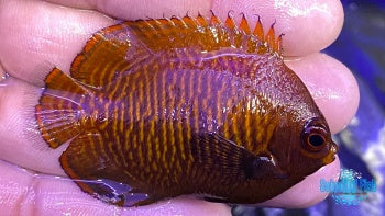 Golden Dwarf Angelfish