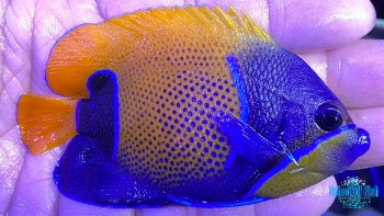 Majestic Angelfish