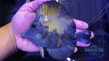 Blue Face Koi Tang #7 4.5-5"