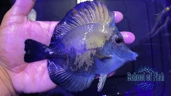 Blue Face Koi Tang #7 4.5-5" - 0