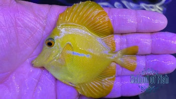 Hybrid Yellow Scopas Tang #5