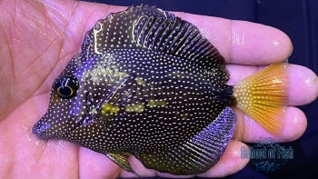 Gem Tang #2 4" ( Zebrasoma Gemmatum )