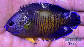 Tiger Tail Coral Beauty #3 3.5"