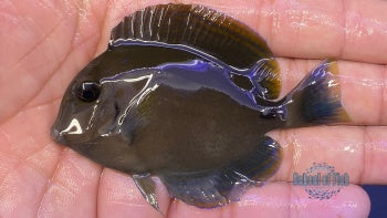 Aussie Dussumieri Tang Juvenile