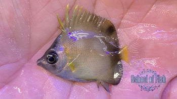 Japanese Nippon Butterfly #2