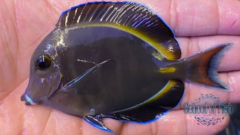 Achilles Hybrid Tang White Cheek x Achilles School of Fish Online Store School of Fish Online Store