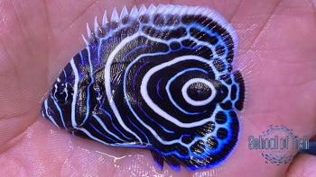 Imperator Angel Juvenile