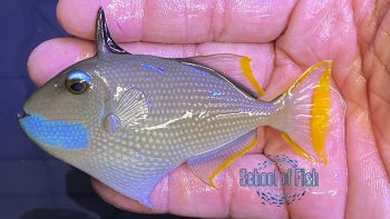 Blue Throat Triggerfish Male