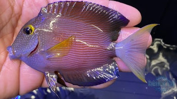 White tail Bristletooth Tang #2