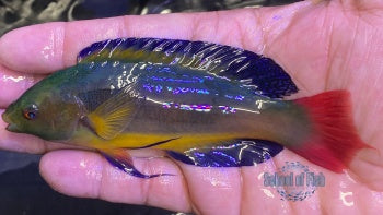 Scott's Velvet Wrasse Supermale Tahiti