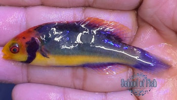 Red Head Solon Fairy Wrasse Male